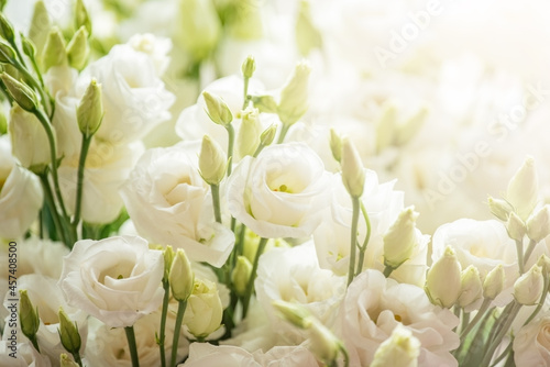 Beautiful eustoma flowers on white background. White Rose.