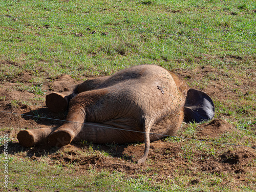 Cachorro de elefante tirado en el suelo verde, descansando en el zoo de Cabárceno, en Cantabria, España, verano de 2020 photo