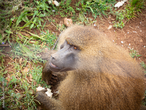 Retrato de simio marrón con abundante pelaje rizado , en en zoo de Cabárceno, España, verano de 2020.