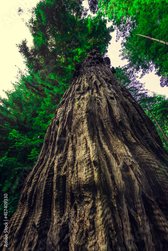 Muir Woods National Monument. Collection of trees in green forest © Cavan