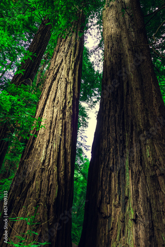 Muir Woods National Monument. Collection of trees in green forest