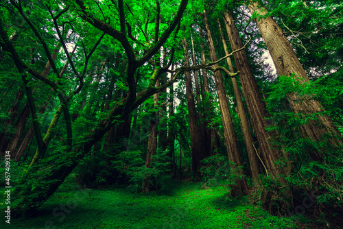 Muir Woods National Monument. Collection of trees in green forest © Cavan