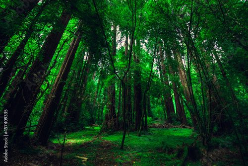 Muir Woods National Monument. Collection of trees in green forest