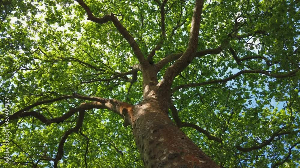 Top view of scenic trees in a forest. Crowns of trees Top view of scenic trees in a forest. Crowns of trees