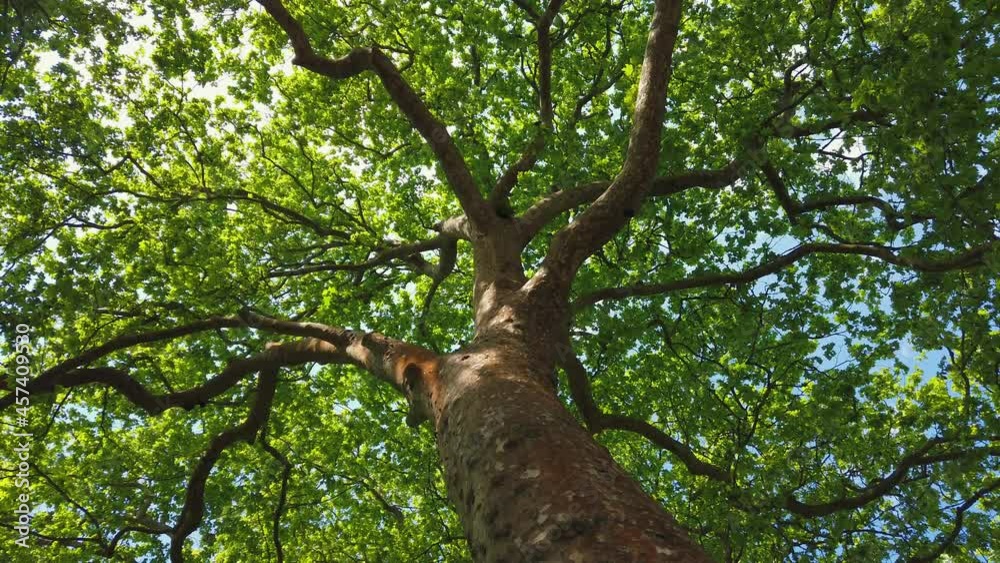 Top view of scenic trees in a forest. Crowns of trees