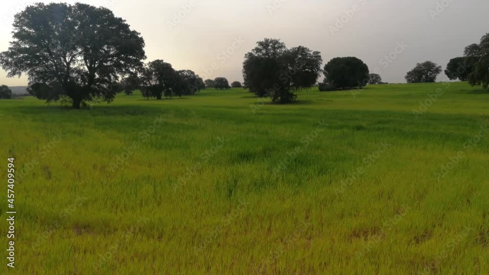 Cereal cultivation in pasture with holm oaks at dawn one spring day Cereal cultivation in pasture with holm oaks at dawn one spring day