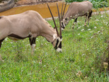 Dos Orix del Cabo pastando hierba en un campo verde, animal grande de cuatro patas con cuernos y manchas negras en su pelaje,  en el zoo de Cabárceno de Cantabria en España, verano de 2020