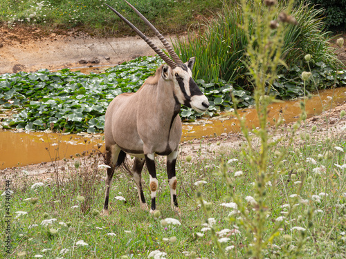 Retrato de un Orix del Cabo, al lado de una palmera, animal grande de cuatro patas con cuernos y manchas negras en su pelaje, en el zoo de Cabárceno de Cantabria en España, verano de 2020 photo