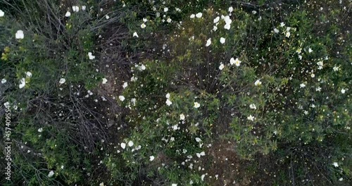 Aerial video with drone of a field of sticky rockrose (Cistus ladanife photo