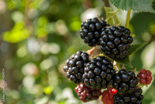 Black ripe blackberries in sun light during harvest season. Blurred garden background. The concept of agriculture, healthy eating, organic food