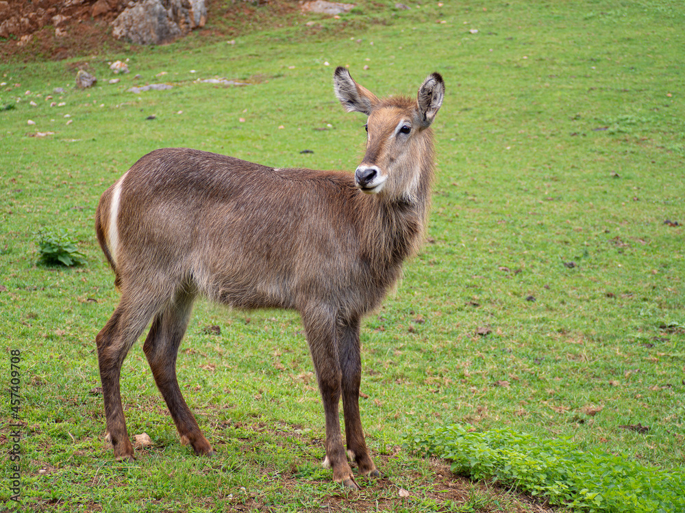 Retrato de un ciervo, animal grande de cuatro patas con orejas levantadas y pelaje marrón en un campo verde de Cantabria en España, verano de 2020 Retrato de un ciervo, animal grande de cuatro patas con orejas levantadas y pelaje marrón en un campo verde de Cantabria en España, verano de 2020
