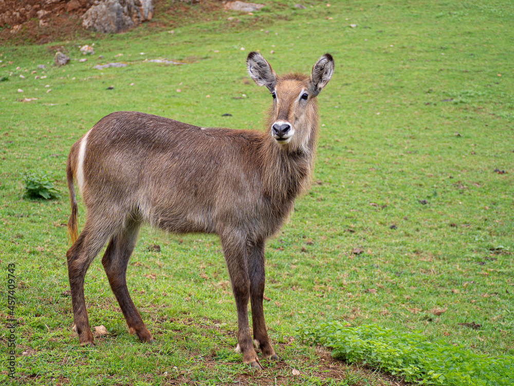Retrato de un ciervo, animal grande de cuatro patas con orejas levantadas y pelaje marrón en un campo verde de Cantabria en España, verano de 2020 Retrato de un ciervo, animal grande de cuatro patas con orejas levantadas y pelaje marrón en un campo verde de Cantabria en España, verano de 2020