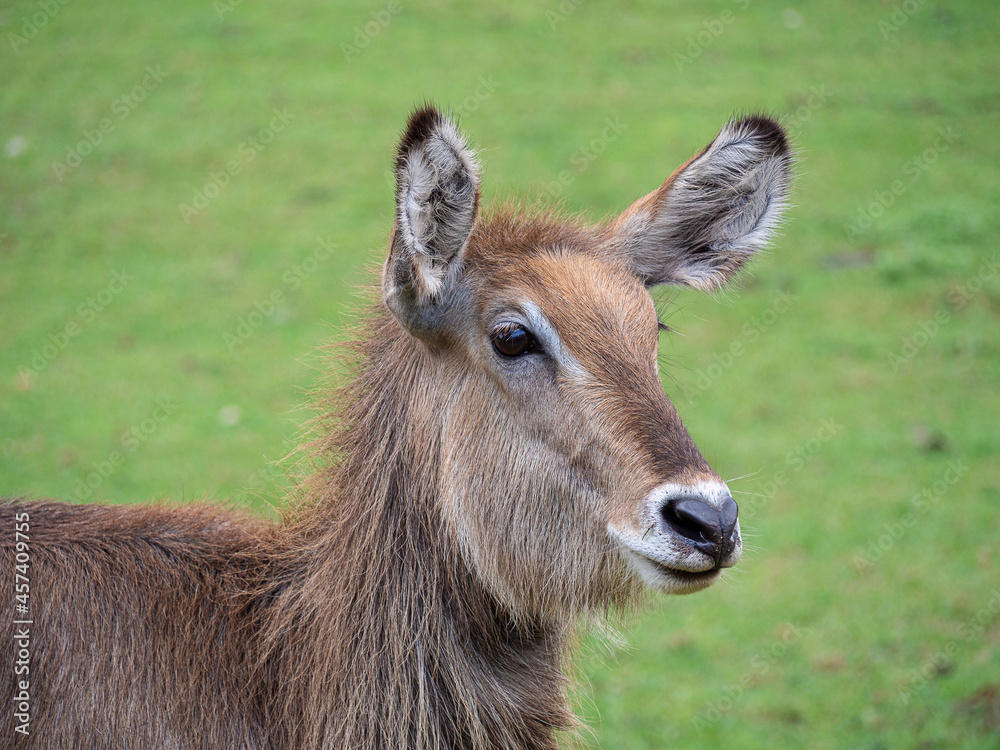 Retrato de un ciervo, animal grande de cuatro patas con orejas levantadas y pelaje marrón en un campo verde de Cantabria en España, verano de 2020