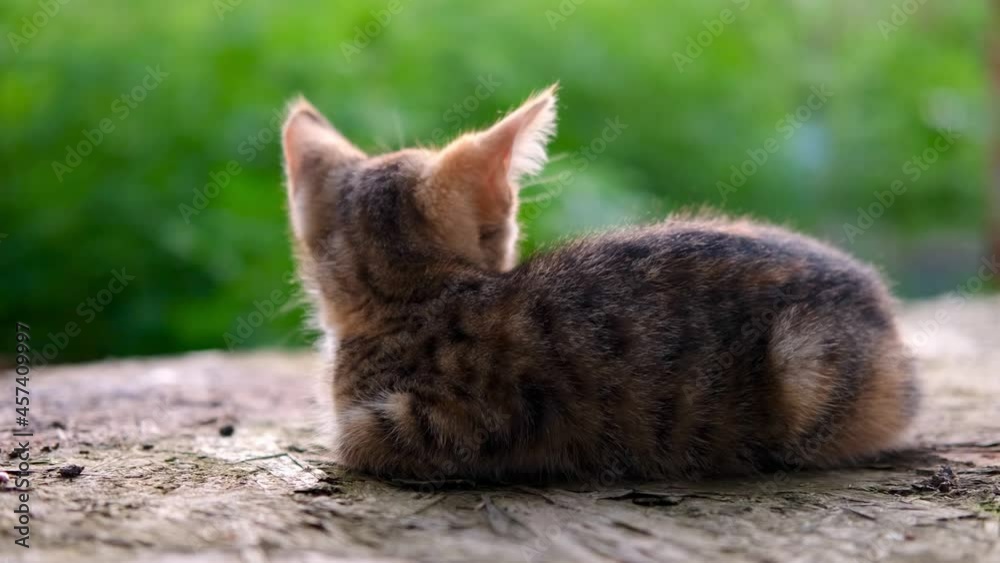 A little striped grey and red tabby kitten small cat lies with his back outdoor on a green natural sunlit background. High quality 4k footage A little striped grey and red tabby kitten small cat lies with his back outdoor on a green natural sunlit background. High quality 4k footage