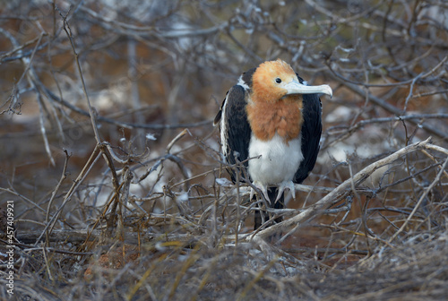 Magnificent Frigatebird (Fregata magnificens) immature with red head, North Seymour Island, Galapagos Islands, Ecuador
 photo