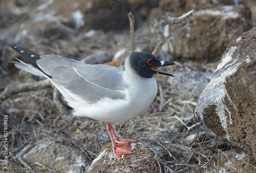 Swallow-tailed Gull (Creagrus furcatus) squawking, North Seymour Island, Galapagos Islands, Ecuador
 photo