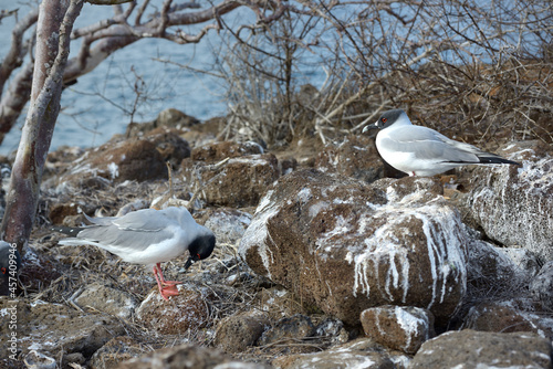 Swallow-tailed Gull (Creagrus furcatus) pair, North Seymour Island, Galapagos Islands, Ecuador
 photo