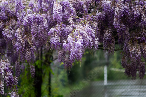 Purple wisteria plant blooming in the gardern photo