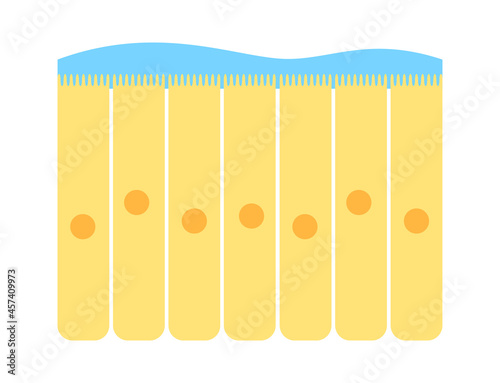 Epithelium of nasal mucosa