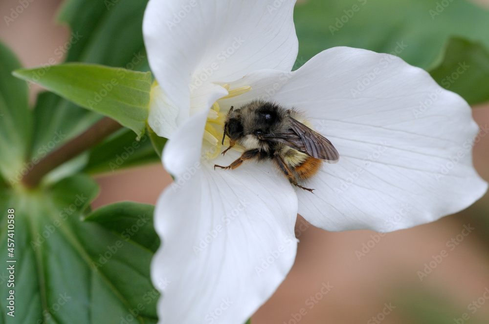 Western Trillium and bee Trillium ovatum, Cowichan Valley, Vancouver Island, British Columbia, Canada Western Trillium and bee Trillium ovatum, Cowichan Valley, Vancouver Island, British Columbia, Canada