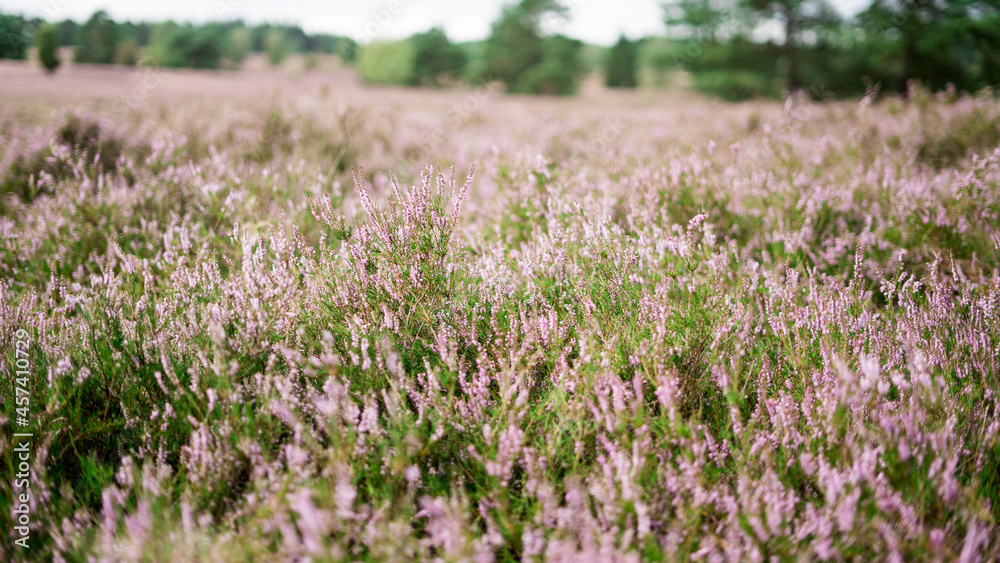 Heidekraut in der Lüneburger Heide Heidekraut in der Lüneburger Heide