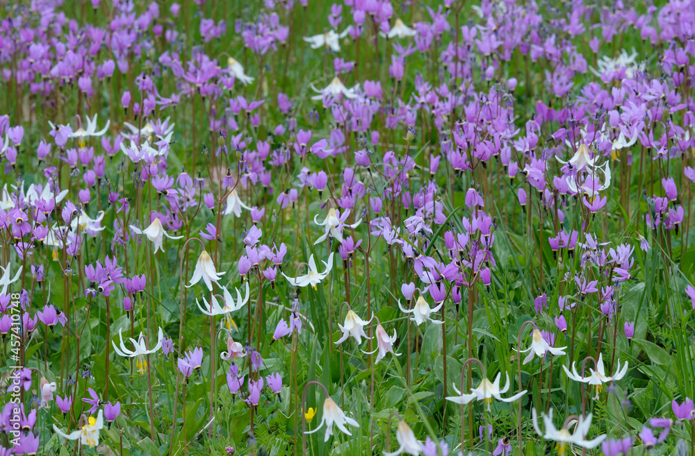 Cowichan Garry Oak Preserve wildflower meadow, Cowichan Valley, Vancouver Island, British Columbia.