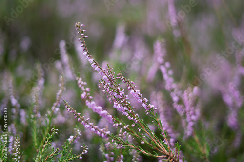 Heidekraut in der L  neburger Heide 