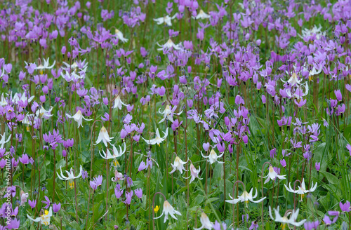 Fotografi Cowichan Garry Oak Preserve wildflower meadow, Cowichan Valley, Vancouver Island, British Columbia