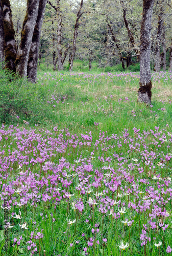 Fotografi Cowichan Garry Oak Preserve meadow, Cowichan Valley, Vancouver Island, British Columbia