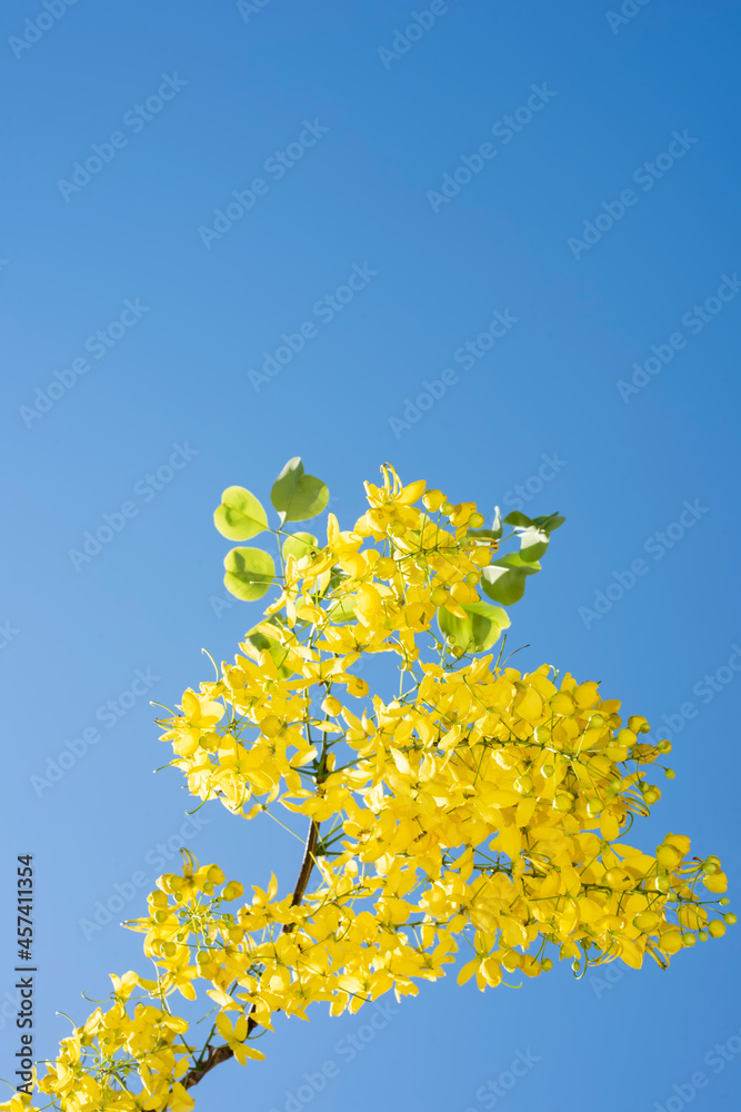 A branch of bright yellow laburnum in springtime A branch of bright yellow laburnum in springtime