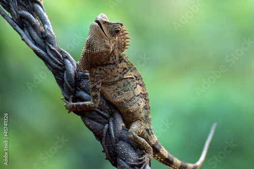 Female forest dragon ( Gonocephalus chamaeleontinus ) in defensive mod
