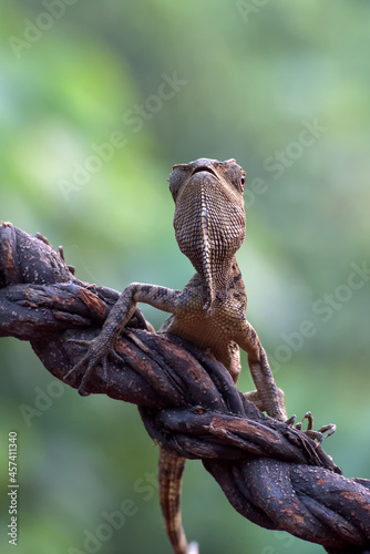 Female forest dragon ( Gonocephalus chamaeleontinus ) in defensive mod
