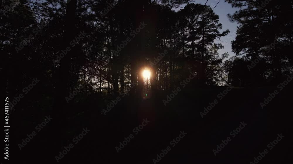 Trees With A Bright Sun Shining Through Trees With A Bright Sun Shining Through