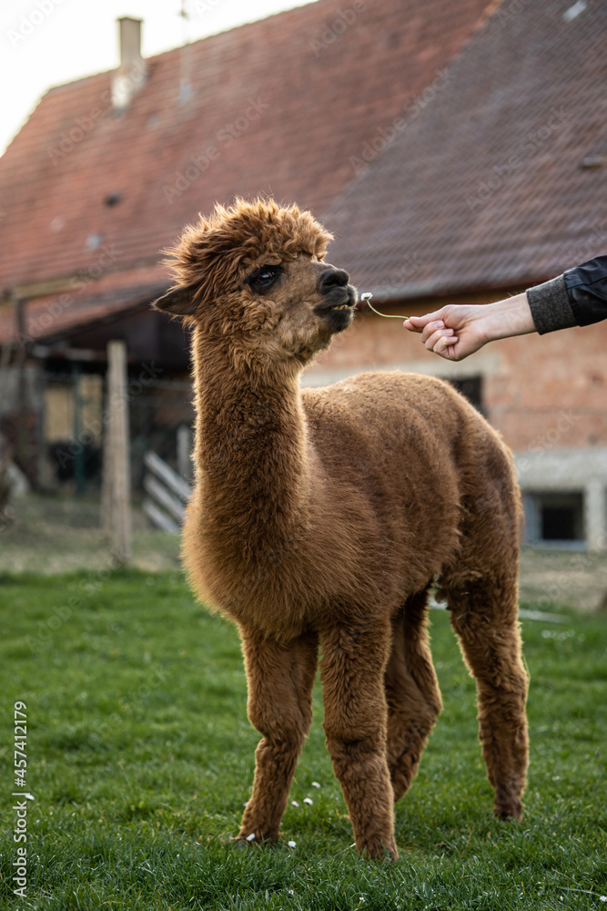 Fototapeta premium alpaca on the farm