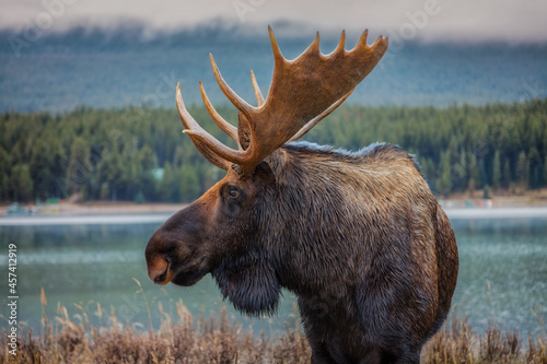 Moose are amazingly beautiful and have a kind of quiet majesty to them photo