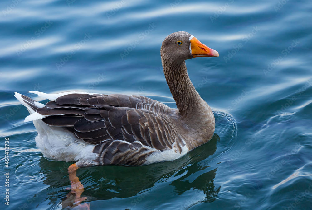 Fototapeta premium Blue eyed grey goose portrait. Funny domestic waterfowl purebred goose bird. Closeup of the muzzle face of goose on background of blue water