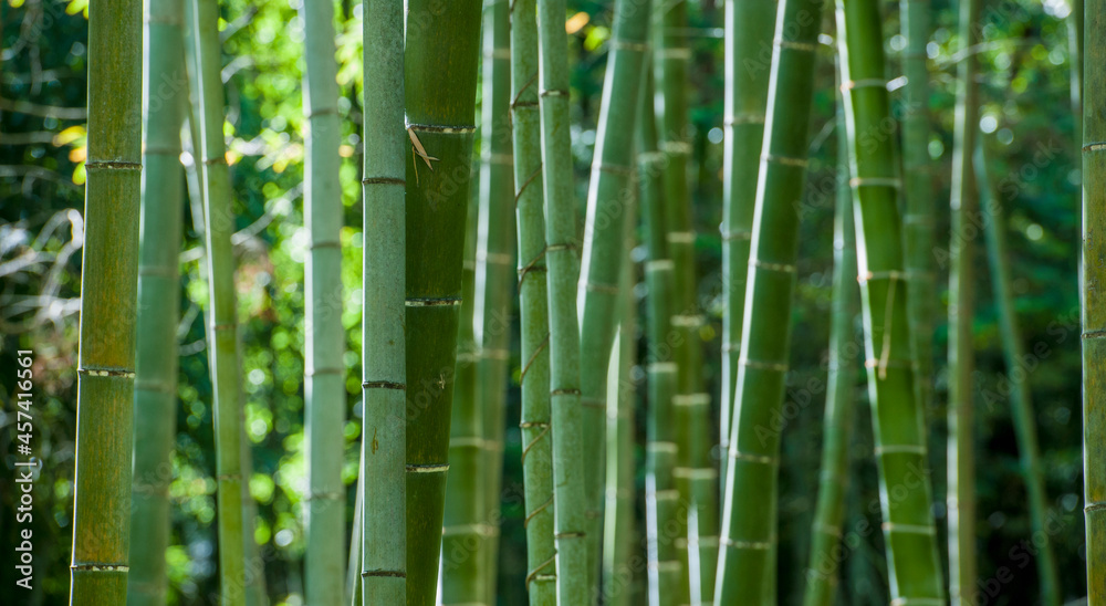 close up of Bamboo forrest in Damyang close up of Bamboo forrest in Damyang