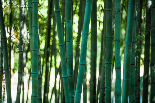 close up of Bamboo forrest in Damyang photo