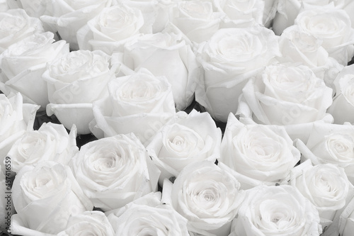 White Rose Background, Wedding invitation White roses photo