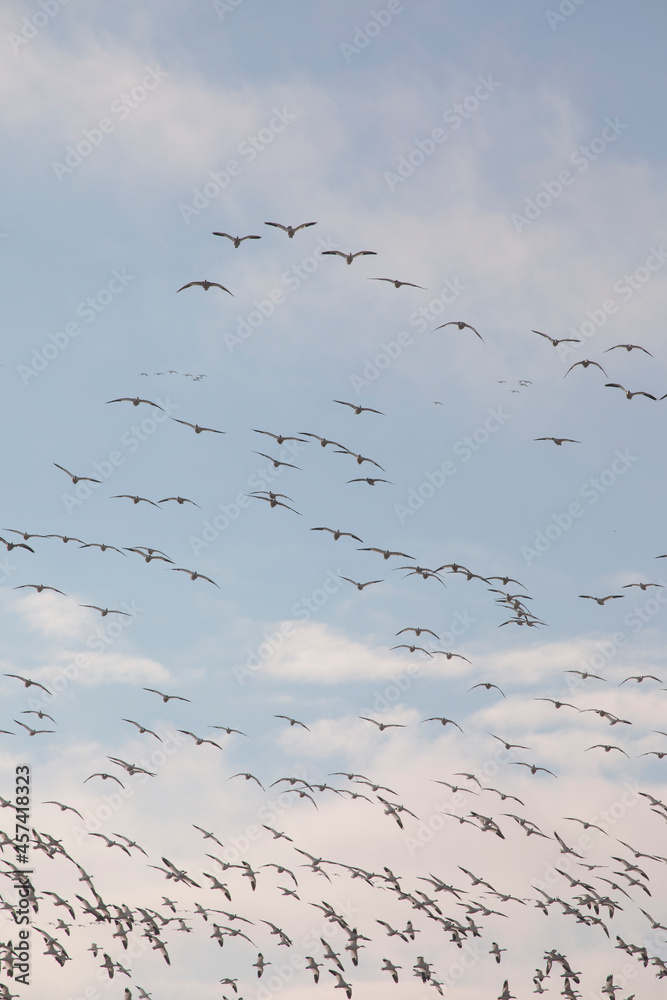 Thousands of Snow Geese in flight above Maryland's Eastern Shore. Thousands of Snow Geese in flight above Maryland's Eastern Shore.