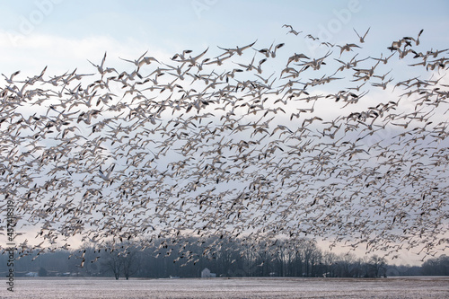 Thousands of Snow Geese in flight above Maryland's Eastern Shore. photo