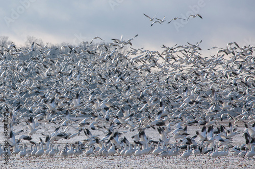 Thousands of Snow Geese in flight above Maryland's Eastern Shore. photo