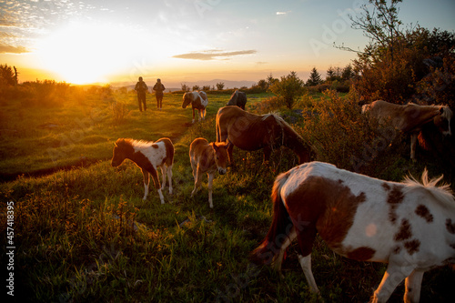 Couple hiking with wild ponies on Mount Rogers in Virginia. photo