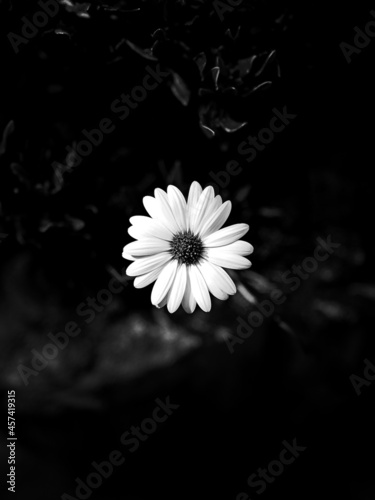 A dark black and white picture of a white flower, which is in the centre of the picture. 