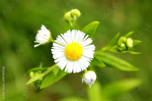 daisy flower