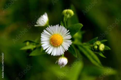 daisy flower