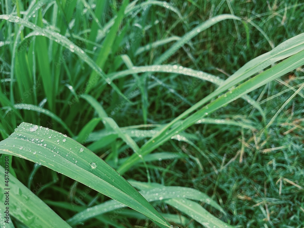 Beautiful of green tropical leaves plant background or texture Beautiful of green tropical leaves plant background or texture