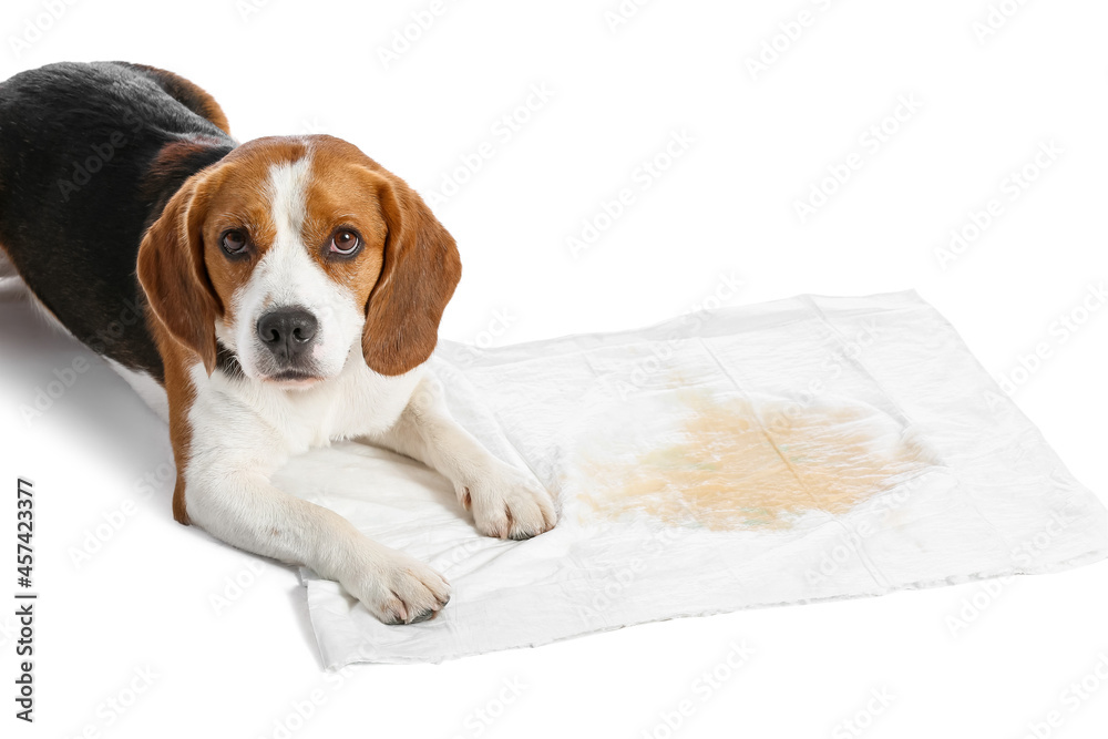 Cute dog near underpad with wet spot on white background