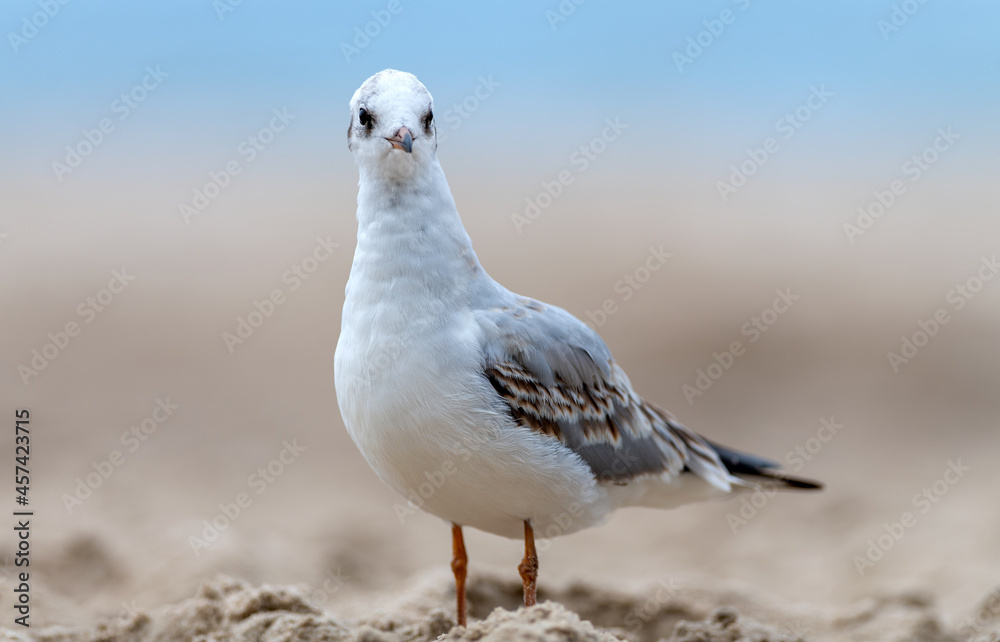Seagull by the Polish sea on the beach Seagull by the Polish sea on the beach