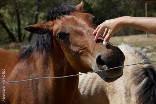 Mujer acariciando a un caballo marron
